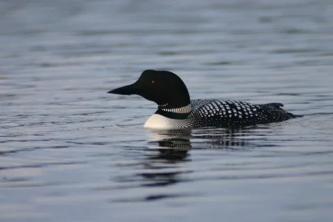 Common loon Stock Photos