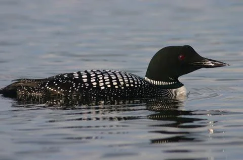 Common loon Stock Photos