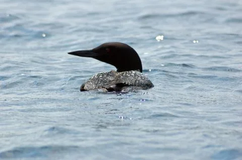 Common loon Stock Photos