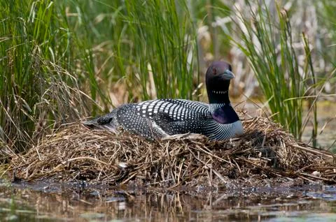 Common Loon Stock Photos