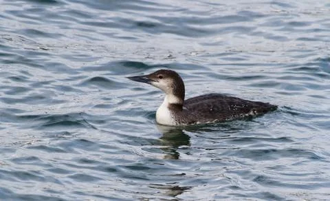 Common Loon Stock Photos