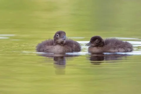 Common Loon Foto stock