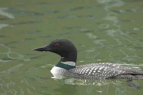 Common Loon Foto stock