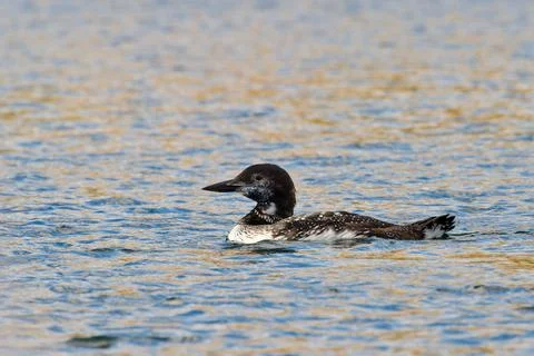 Common loon Stock Photos