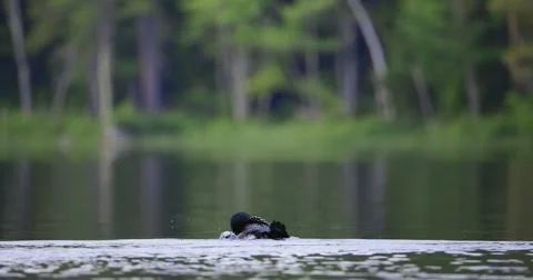 A Common Loon preening in open water on a lake in Maine Stock Footage 341373533