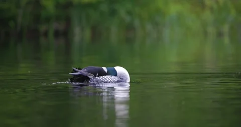 A common loon preens and grooms its feathers while floating on the calm green Stock Footage 344090891