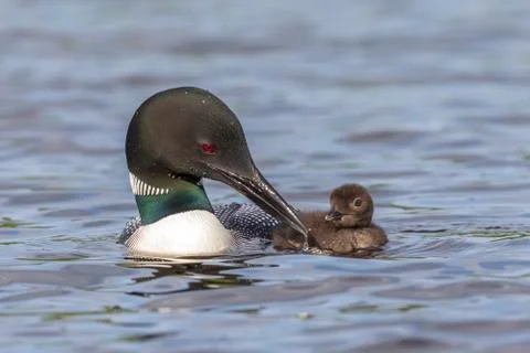 A Common Loon pulls its beak from the water as its chick looks on Stock Photos