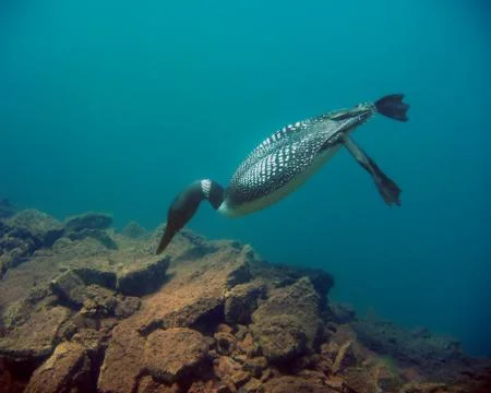 Common loon side view under water Stock Photos
