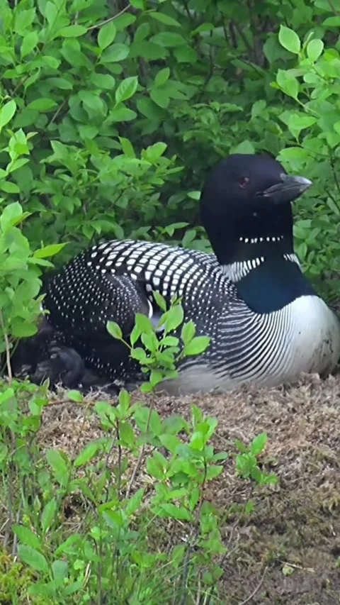 Common Loon Sitting on a Nest in Lush Green Vegetation 스톡 동영상 344922044