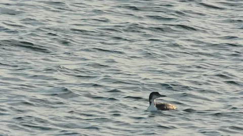 Common Loon swimming 스톡 동영상 64803628