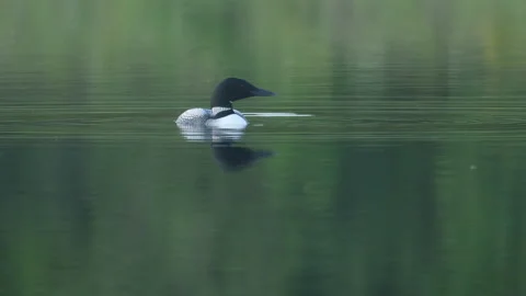 Common Loon swimming on surface turns then dives Gile Flowage Wisconsin Stock Footage 201582012
