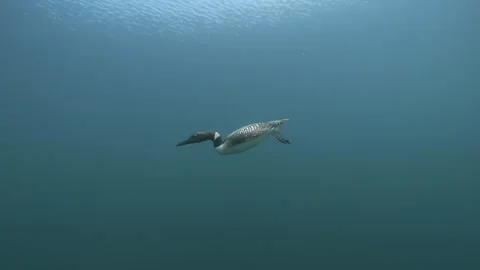 Common Loon Swimming Underwater Stock Footage 341806818
