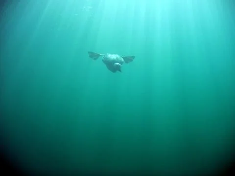Common loon under water Stock Photos