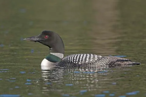 Common Loon in the Wilderness 스톡 사진