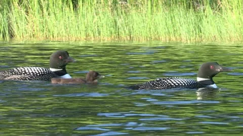 Common loons with chick Stock Footage 18006958