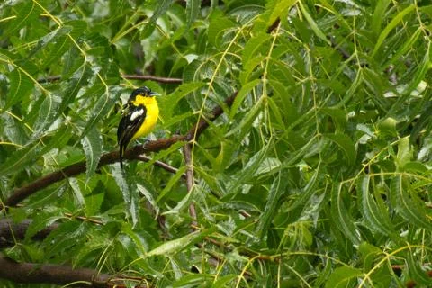 Common Lora on the branch Stock Photos