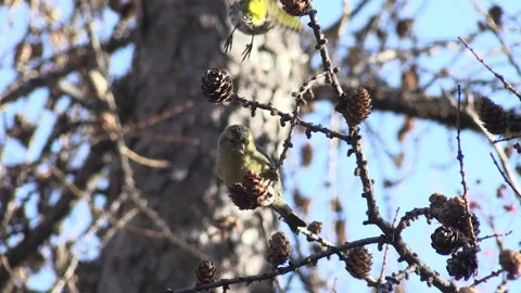 Common Lucher or Eurasian Lucher (Spinus spinus) Stock Footage 235785194
