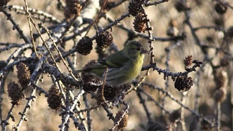 Common Lucher or Eurasian Lucher (Spinus spinus) Stock Footage 235785255