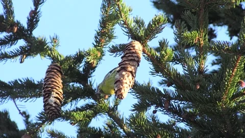 Common Lucher or Eurasian Lucher (Spinus spinus) Stock Footage 235787482