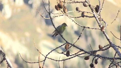 Common Lucher or Eurasian Lucher (Spinus spinus) Stock Footage 235788252