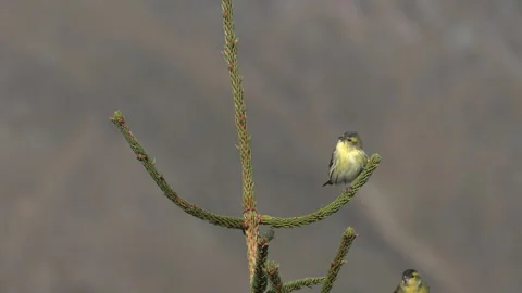 Common Lucher or Eurasian Lucher (Spinus spinus) Video stock 253377817