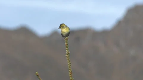Common Lucher or Eurasian Lucher (Spinus spinus) Video stock 253413661