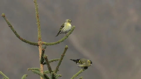 Common Lucher or Eurasian Lucher (Spinus spinus) Stock Footage 253416240