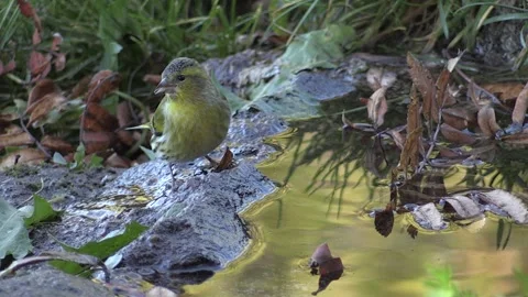 Common Lucher or Eurasian Lucher (Spinus spinus) Video stock 253829582