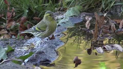Common Lucher or Eurasian Lucher (Spinus spinus) Video stock 253829793