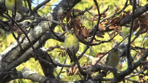 Common Lucher or Eurasian Lucher (Spinus spinus) Video stock 253846557