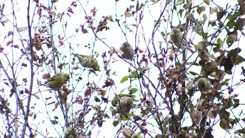 Common Lucher or Eurasian Lucher (Spinus spinus) Video stock 253848160