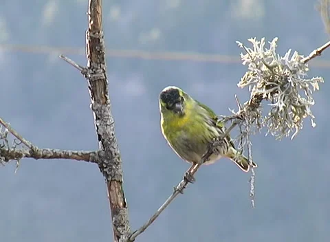 Common Lucher or Eurasian Lucher, Spinus spinus, Stock-Footage 263828511