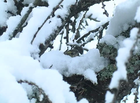 Common Lucher or Eurasian Lucher, Spinus spinus, Stock-Footage 263828544