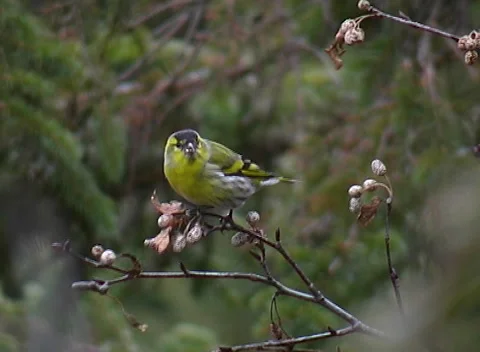 Common Lucher or Eurasian Lucher, Spinus spinus, Stock-Footage 263829270