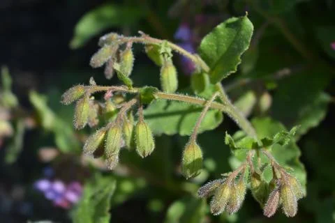 Common lungwort Stock Photos