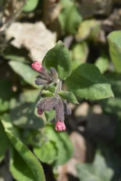 Common lungwort Stock Photos