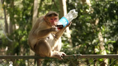 A common macaque monkey drinking soda from a plastic pet bottle Stock Footage 130306076