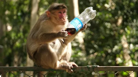 A common macaque monkey drinking soda from a plastic pet bottle Stock Footage 130306096