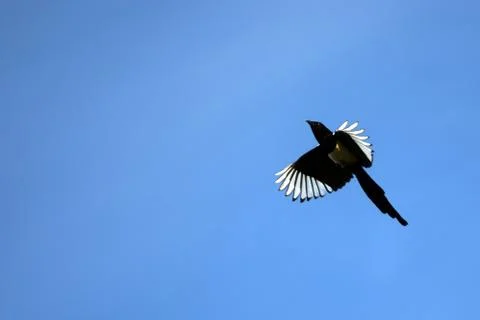 Common magpie flying Stock Photos