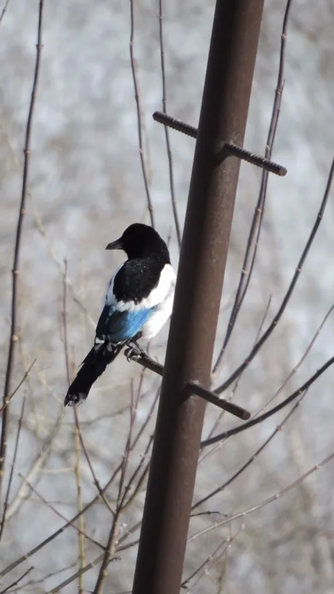 The common magpie sits on a chimney in the spring Stock Footage 340265589
