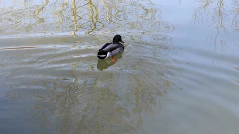 Common mallard duck swimming in reflections of water in spring Video stock 149408976