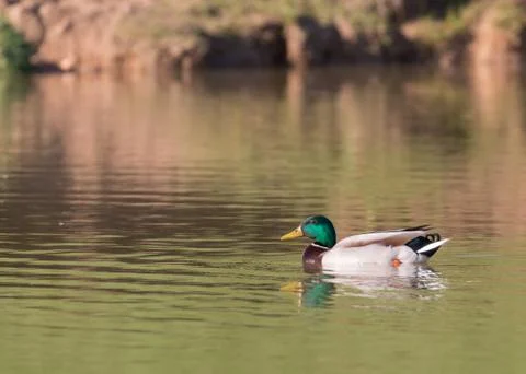 Common mallard Stock-Fotos
