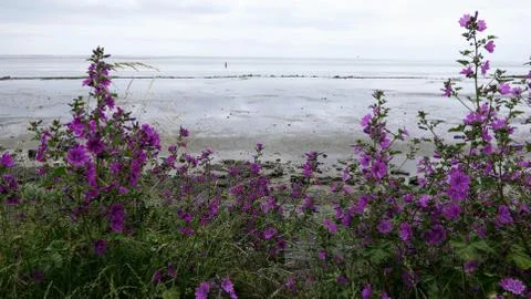 Common mallow 1 Stock Photos