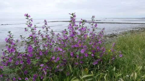 Common mallow 2 Stock Photos