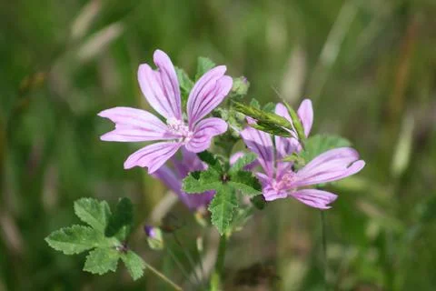 Common mallow in bloom closeup view of it Foto stock