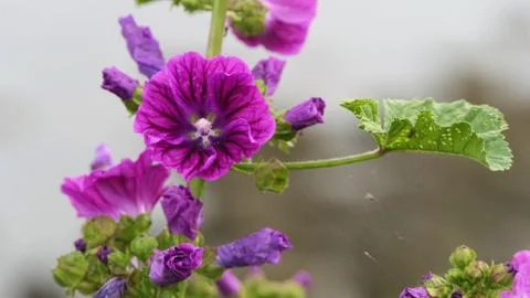 Common mallow close-up Stockfoto's