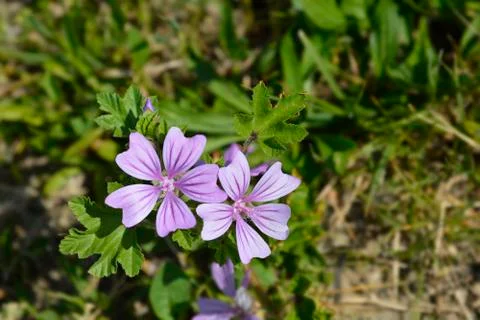 Common mallow Stock Photos
