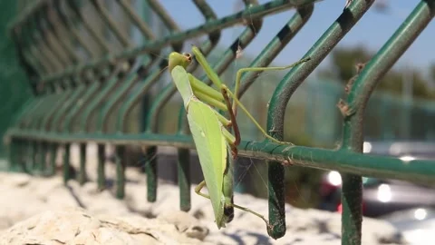 Common mantis eating a wasp Video stock 342988729
