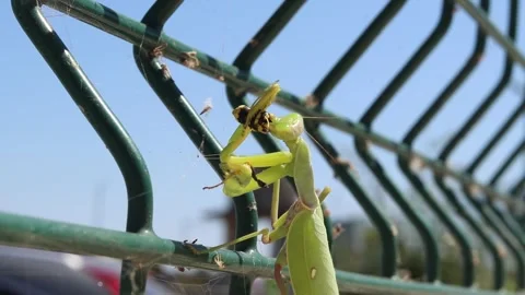 Common mantis eating a wasp. Natural selection Stock-Footage 342988392