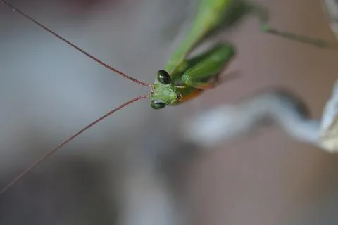 The common mantis. A green insect common in Europe. Macrophotography of the Stock Photos